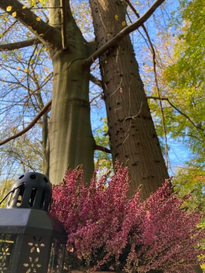 Le Dome De Namur - Une Nuit Insolite Dans Les Bois Luaran gambar